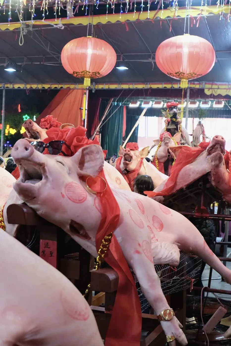 架上的猪与红灯笼
