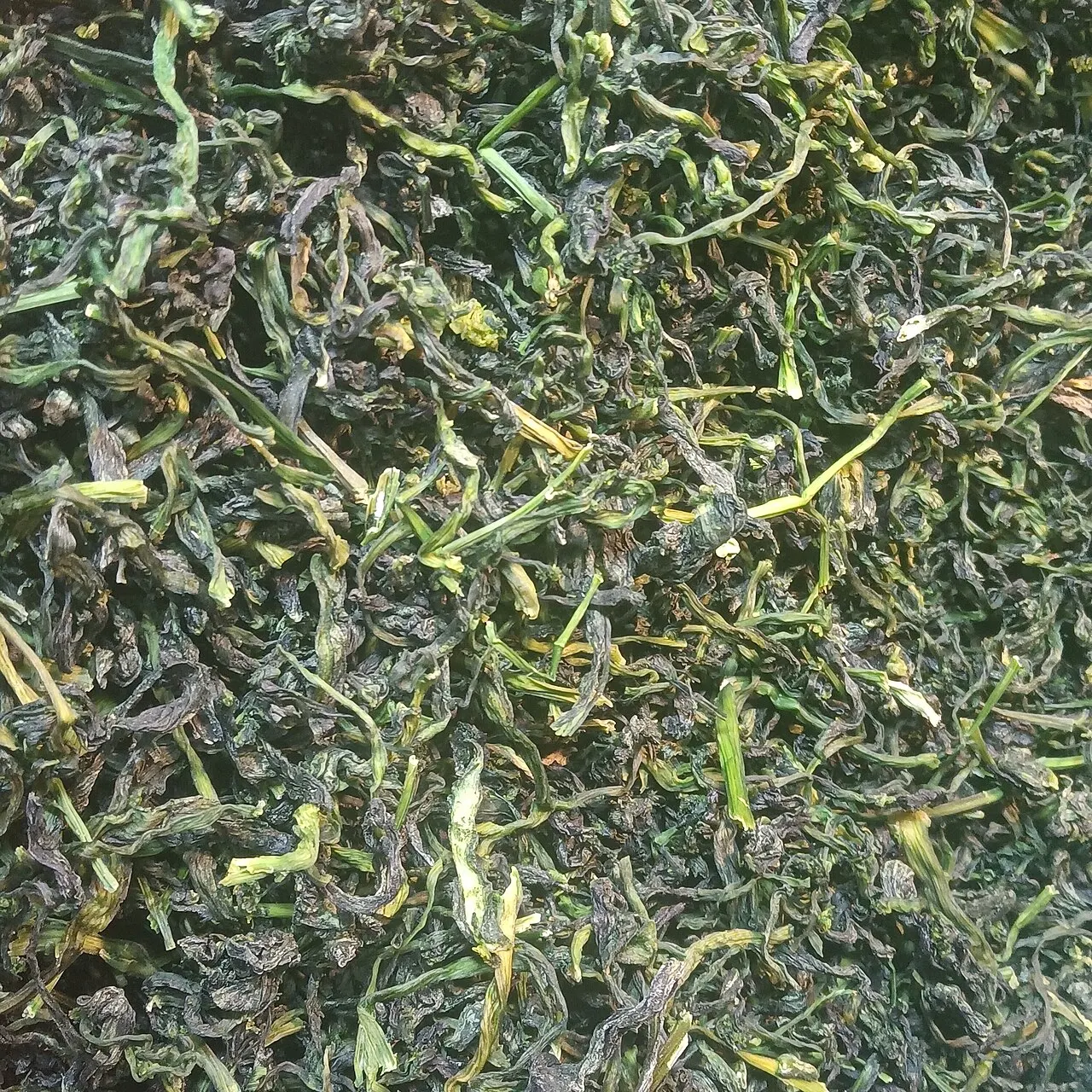 深绿近黑的橄榄菜,叶状、油亮